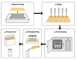 Illustration of the process of lyophilizing (freeze-drying) a drug or vaccine