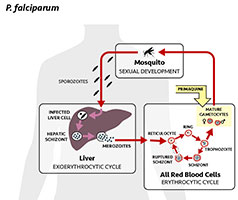 Malaria life cycle and use of primaquine
